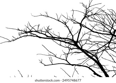 zocgn8